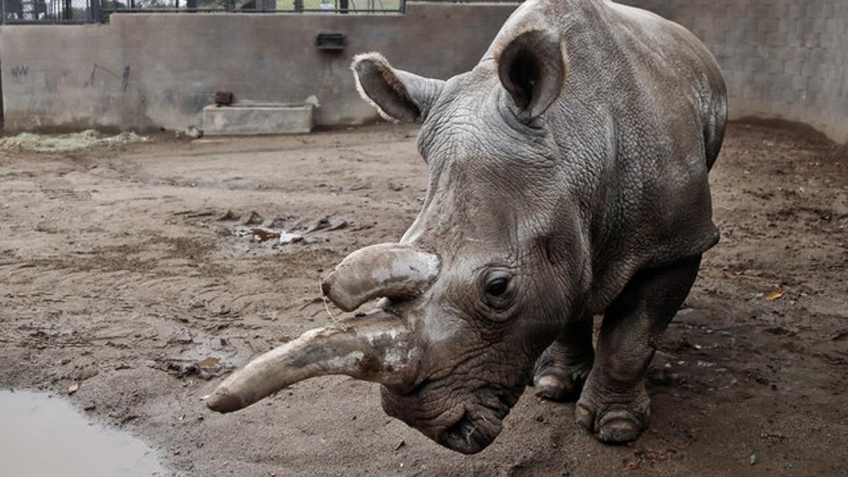 'Nola', rinoceronte blanco del norte, en el zoo de San Diego, el pasado diciembre.