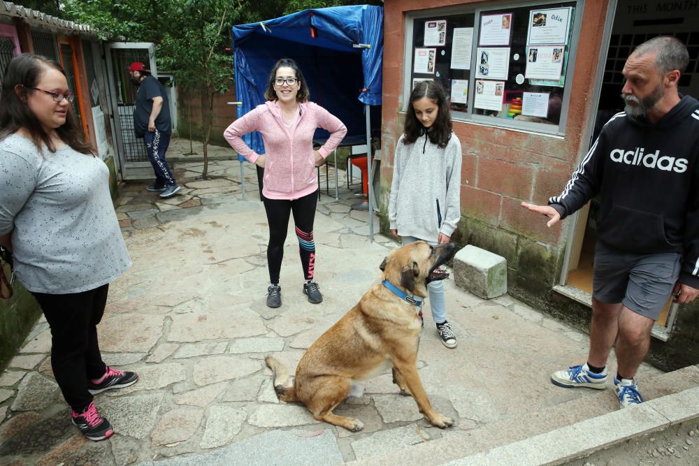 Los perros, en busca de un hogar