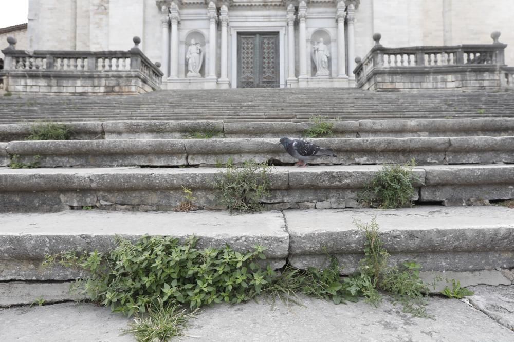 Males herbes a l'escalinata de la Catedral de Girona