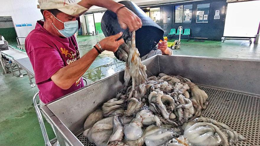 Un marinero descarga pulpo en la lonja de Bueu.   | // SANTOS ÁLVAREZ