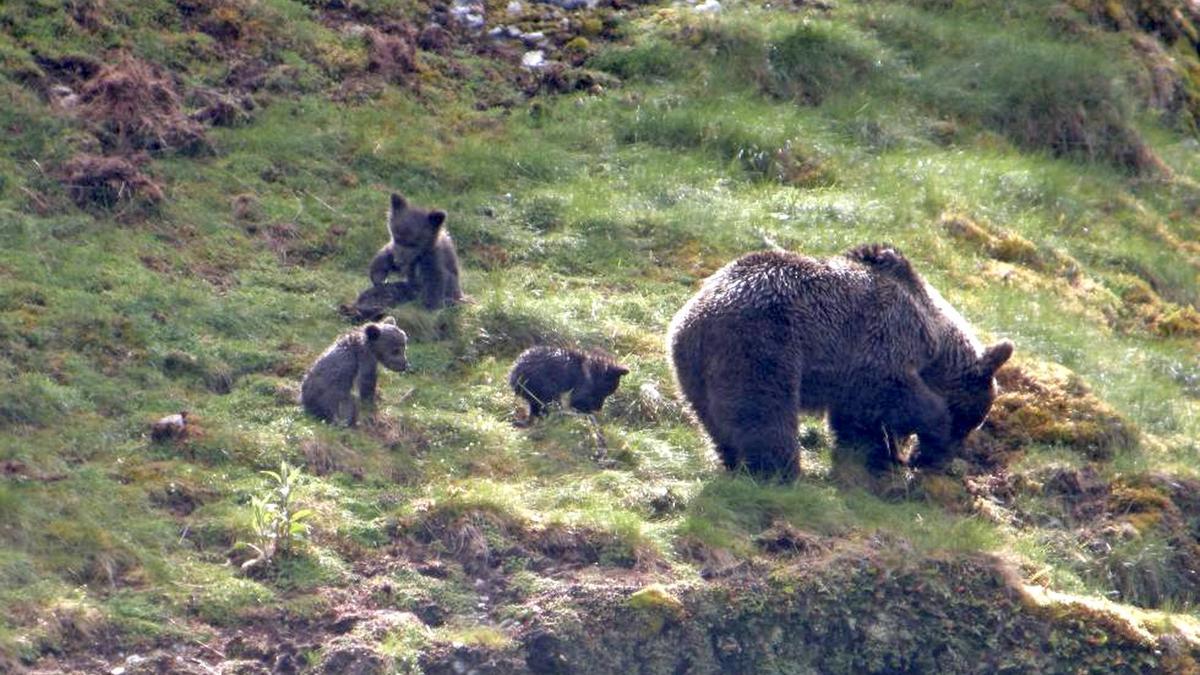 Una hembra de oso cantábrico con sus crías.