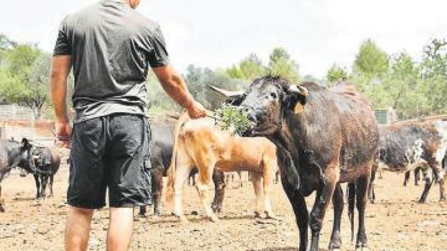 La crisis del sector de la ganadería: &quot;Solo este fin de semana he perdido siete festejos&quot;