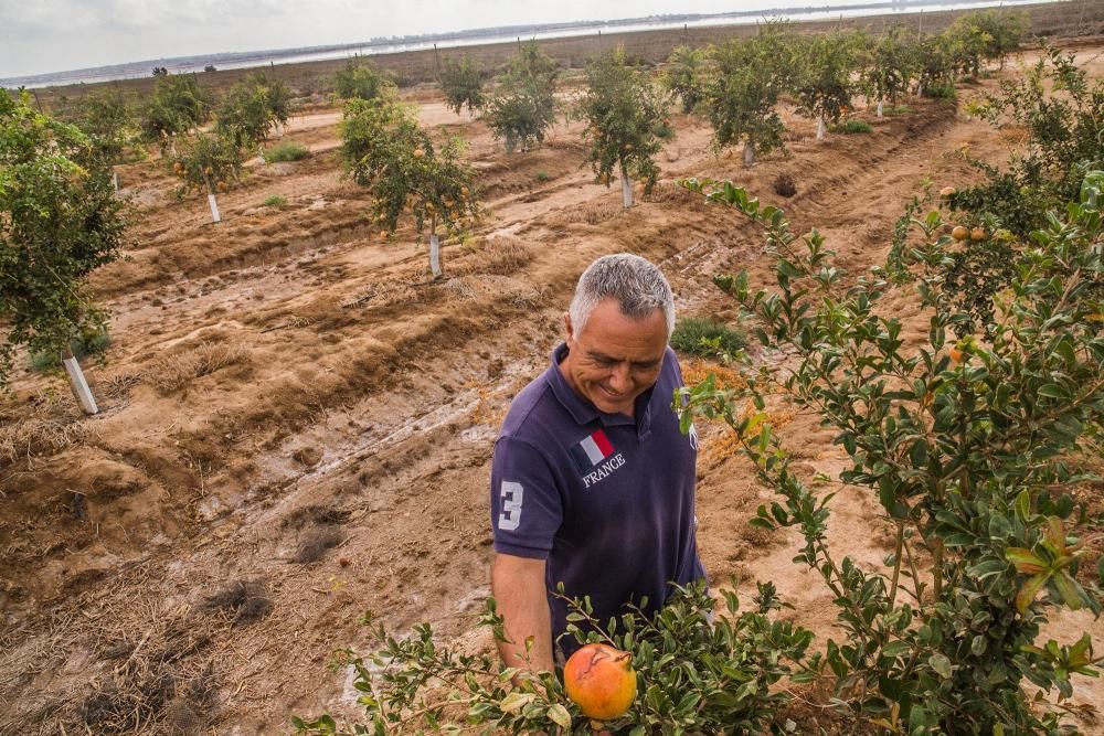 Una familia de agricultores de Elche escoge suelos torrevejenses para cultivar el fruto con denominación de origen