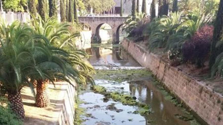 Enormes algas cubren parte del cauce del torrente de sa Riera.