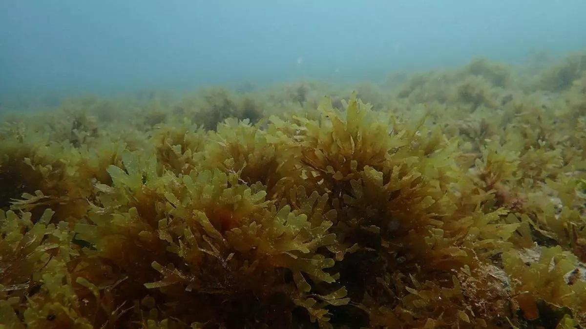 El alga asiática invade el fondo marino español