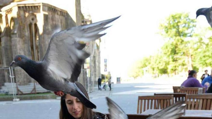 Unas palomas acosan a la clienta de un velador. // G. Santos