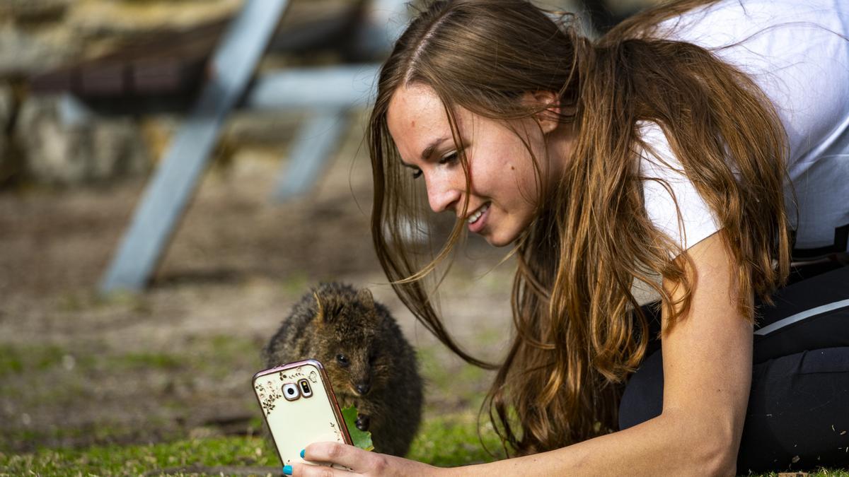 Quokkas: la irresistible sonrisa de estos marsupiales australianos te sorprenderá
