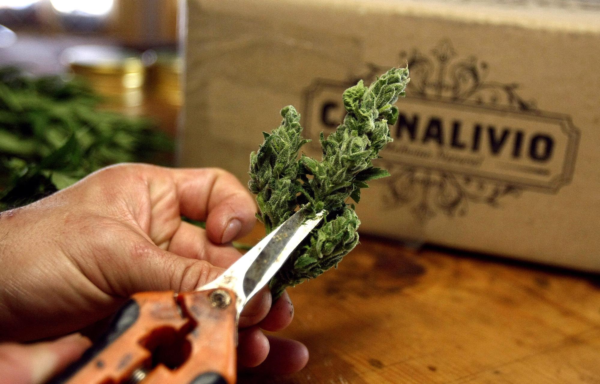 Un hombre cortando una planta de cannabis para producir medicamentos en Colombia.