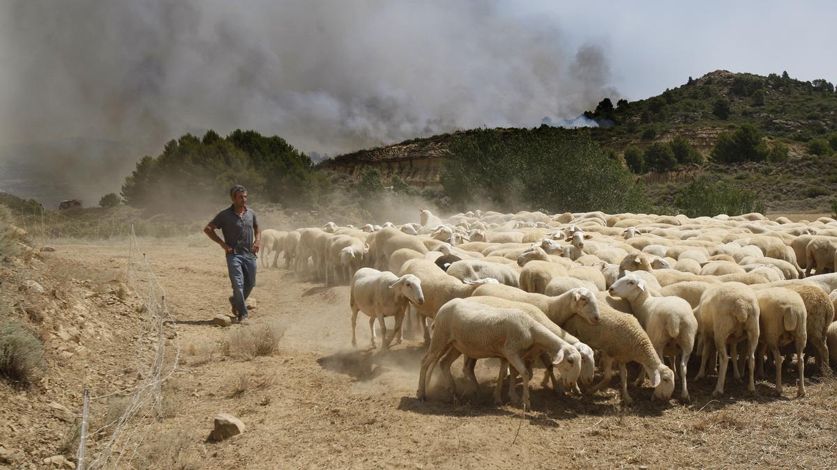 Un pastor pone a salvo el ganado en el incendio de la sierra de Luna en 2015.