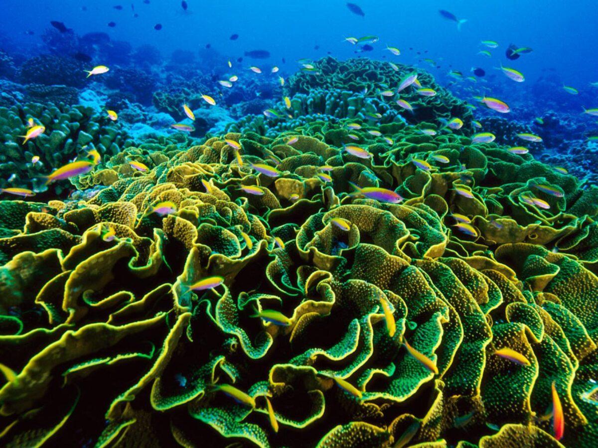 El calentamiento mató el 14% de corales del mundo entre 2009 y 2018