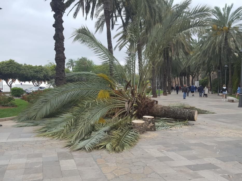 El viento derriba una palmera en Palma