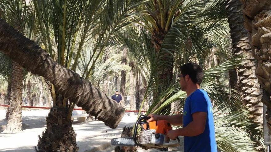 Tala de palmeras en Orihuela