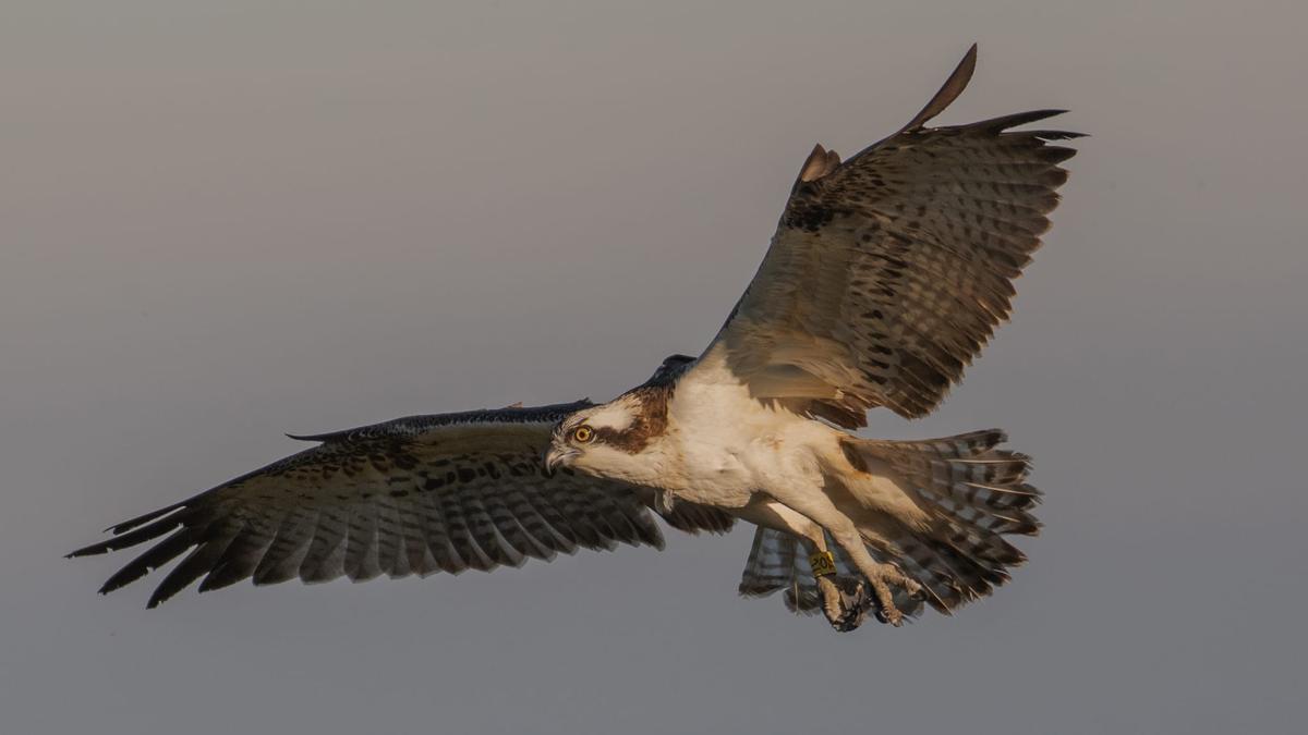 El majestuoso vuelo de un águila pescadora en el Marjal de Pego-Oliva