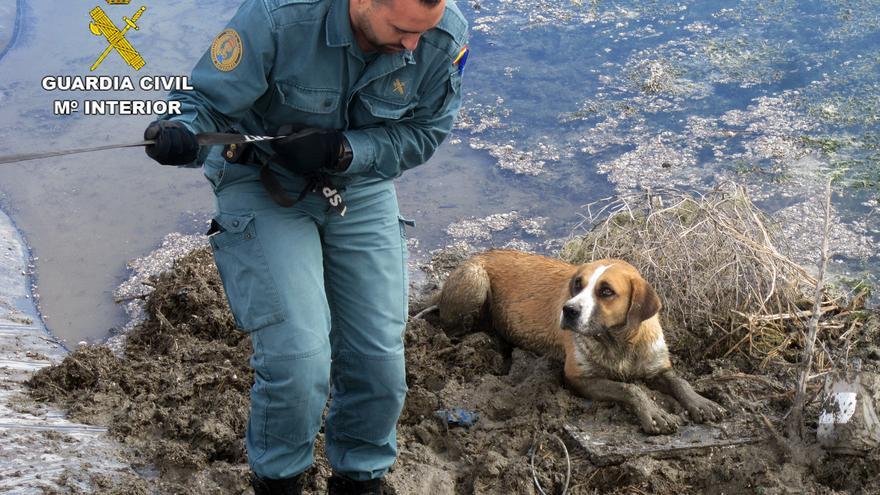 Rescatan a un perro atrapado en una balsa de riego en Archivel