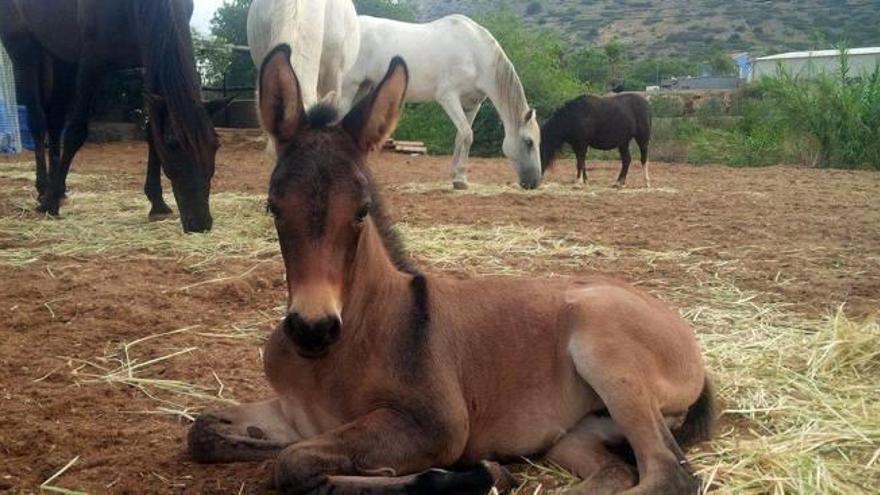 Una protectora de la Xara que ha salvado a 200 caballos se queda sin terreno para sus equinos