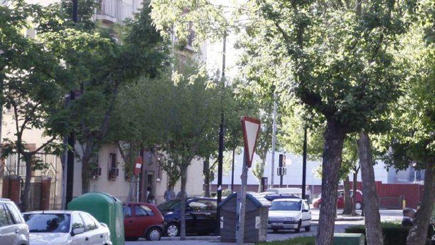 Árboles en la avenida de los Reyes Católicos de Zamora capital.