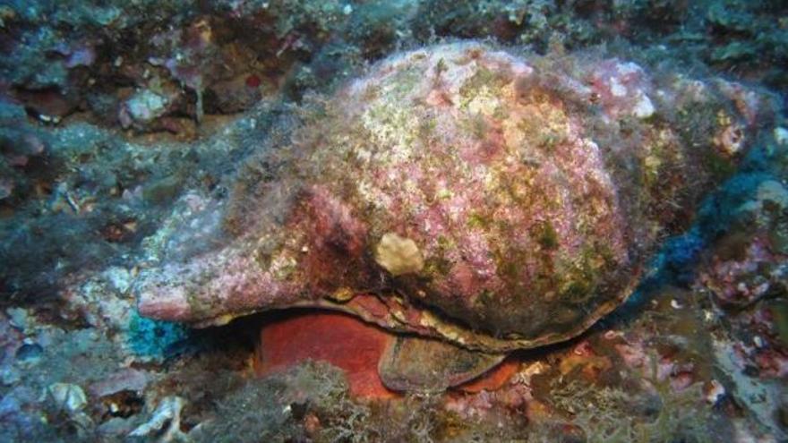 El parc de cap de Creus recull observacions del mol·lusc més gran del Mediterrani