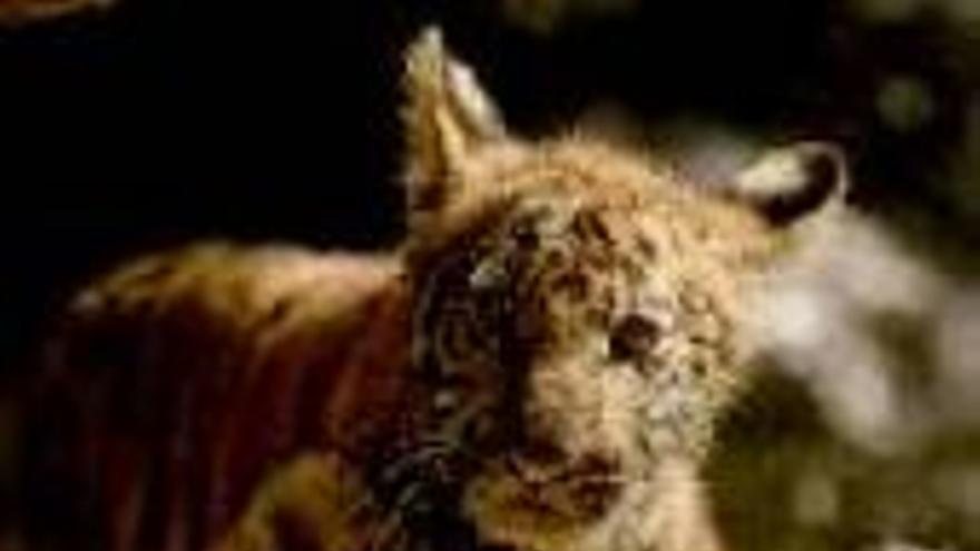 Annaud emociona con los animales