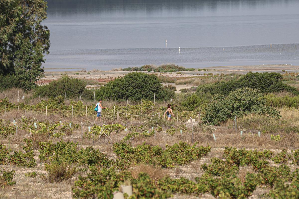 Los viñedos crecen en un entorno único, junto a laguna de La Mata, recorrida por turistas que buscan la zona con mayor valor ambiental de Torrevieja