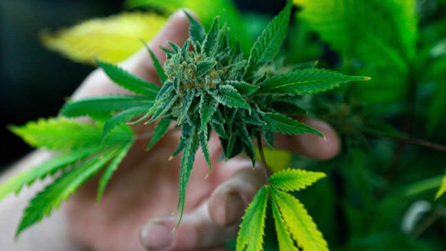 Detalle de una planta de marihuana // REUTERS