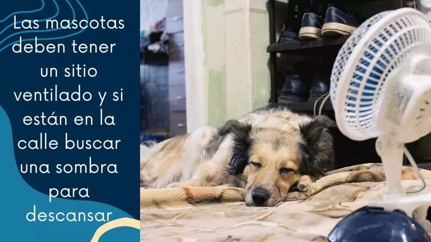 Consejos para proteger a tu mascota de un golpe de calor
