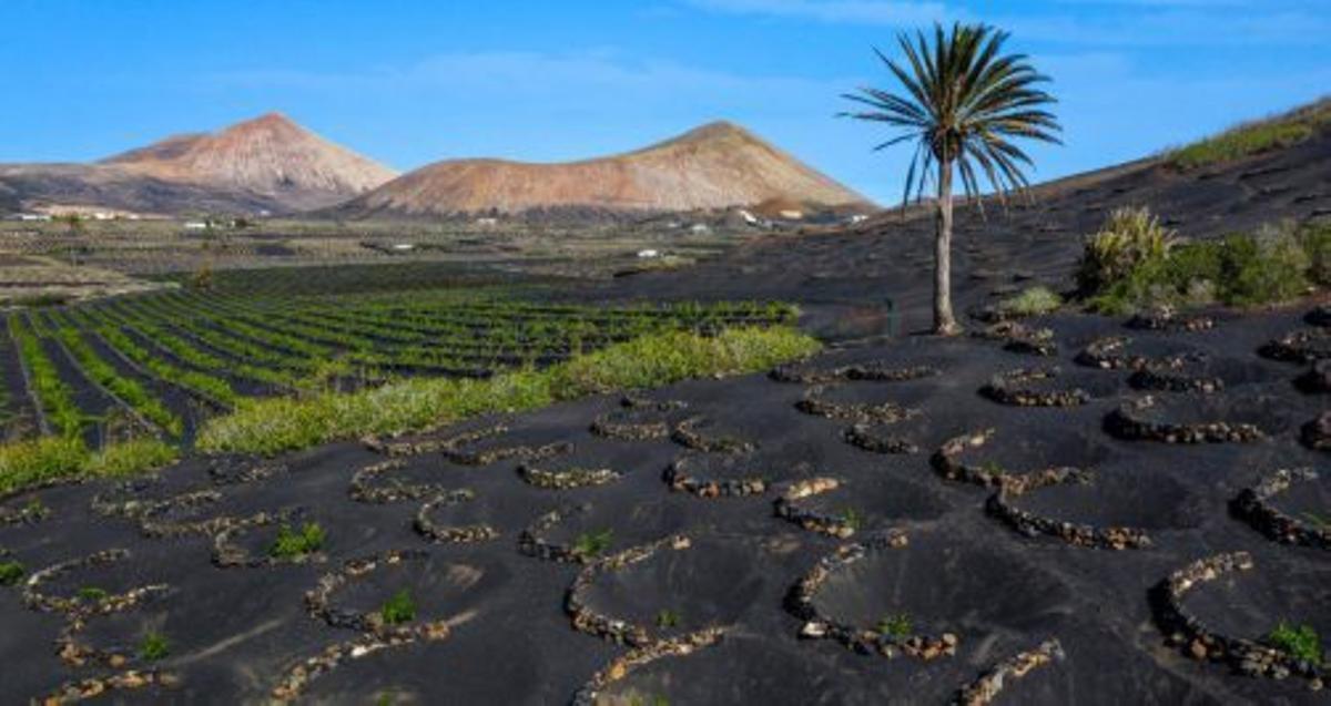 Imagen de archivo de La Geria, Lanzarote.