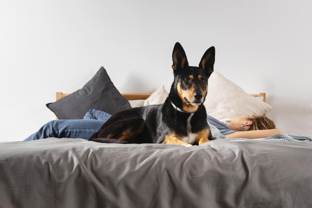 Algunos perros quieren dormir con sus dueños para protegerlos