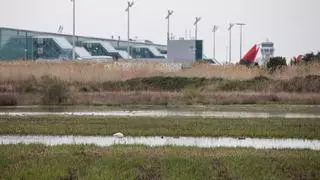 El Govern duplica las zonas protegidas del delta del Llobregat pero pospone el plan de gestión