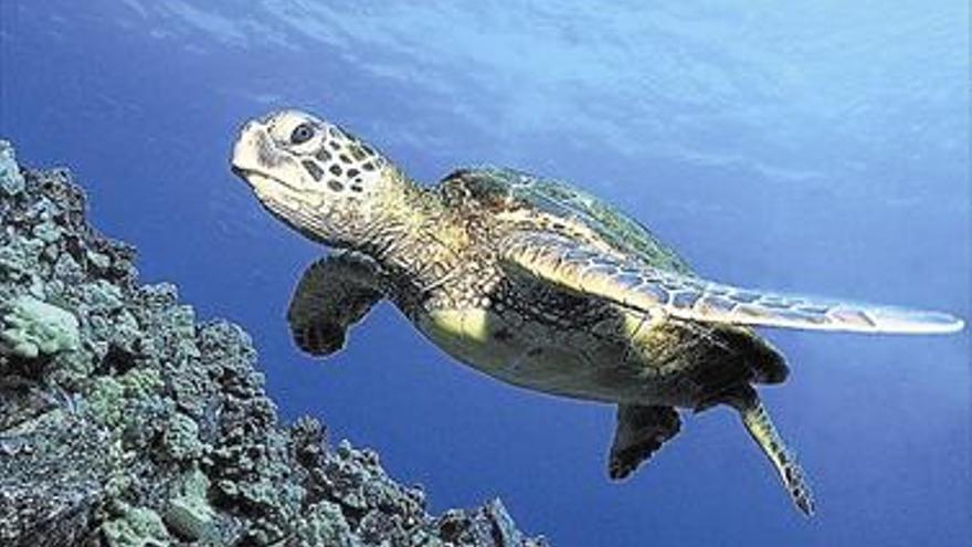 Major protecció per  a la tortuga marina  Fauna
