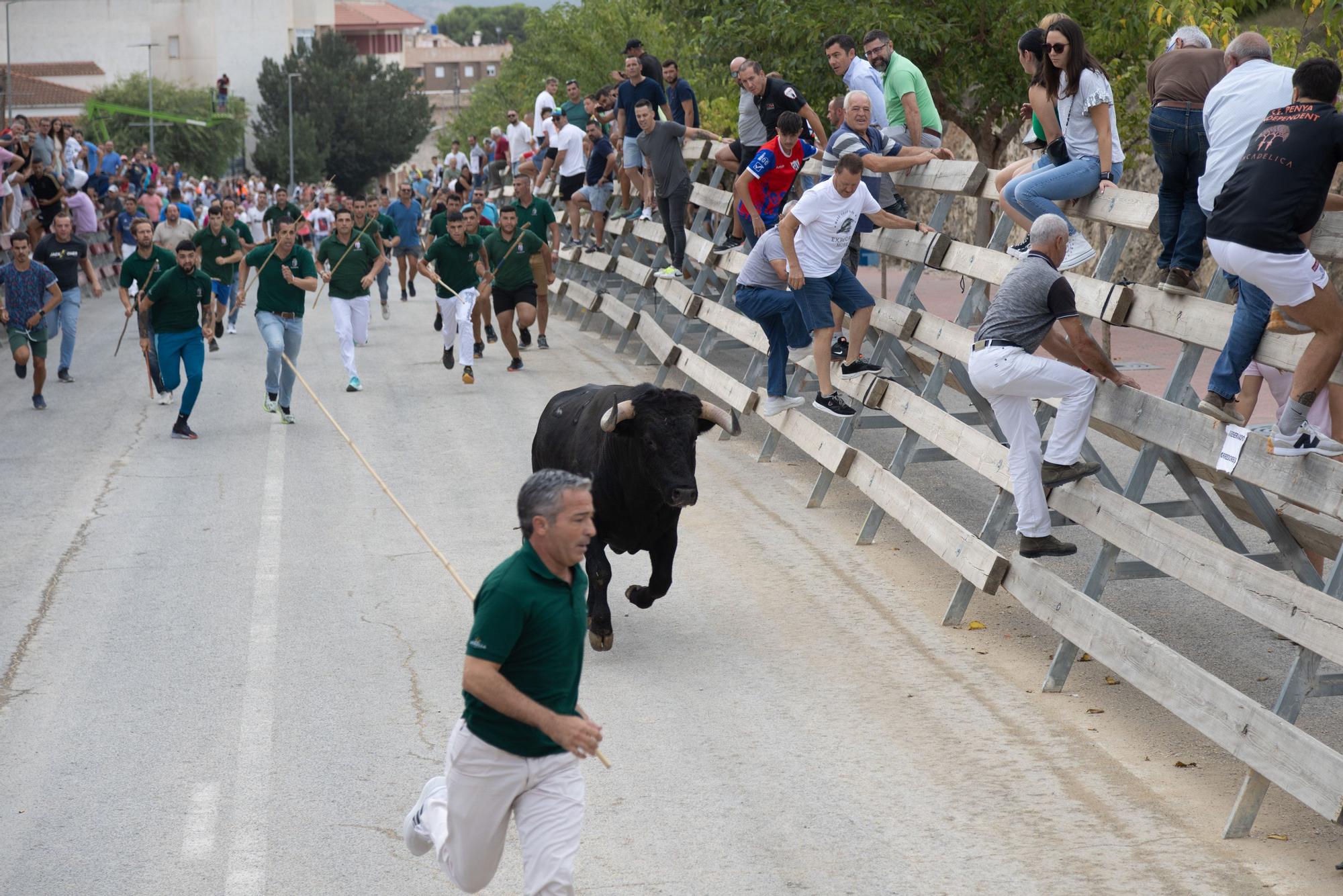 Tercer encierro de la Feria Taurina del Arroz en Calasparra