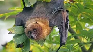 5 datos curiosos sobre los murciélagos: el último te sorprenderá