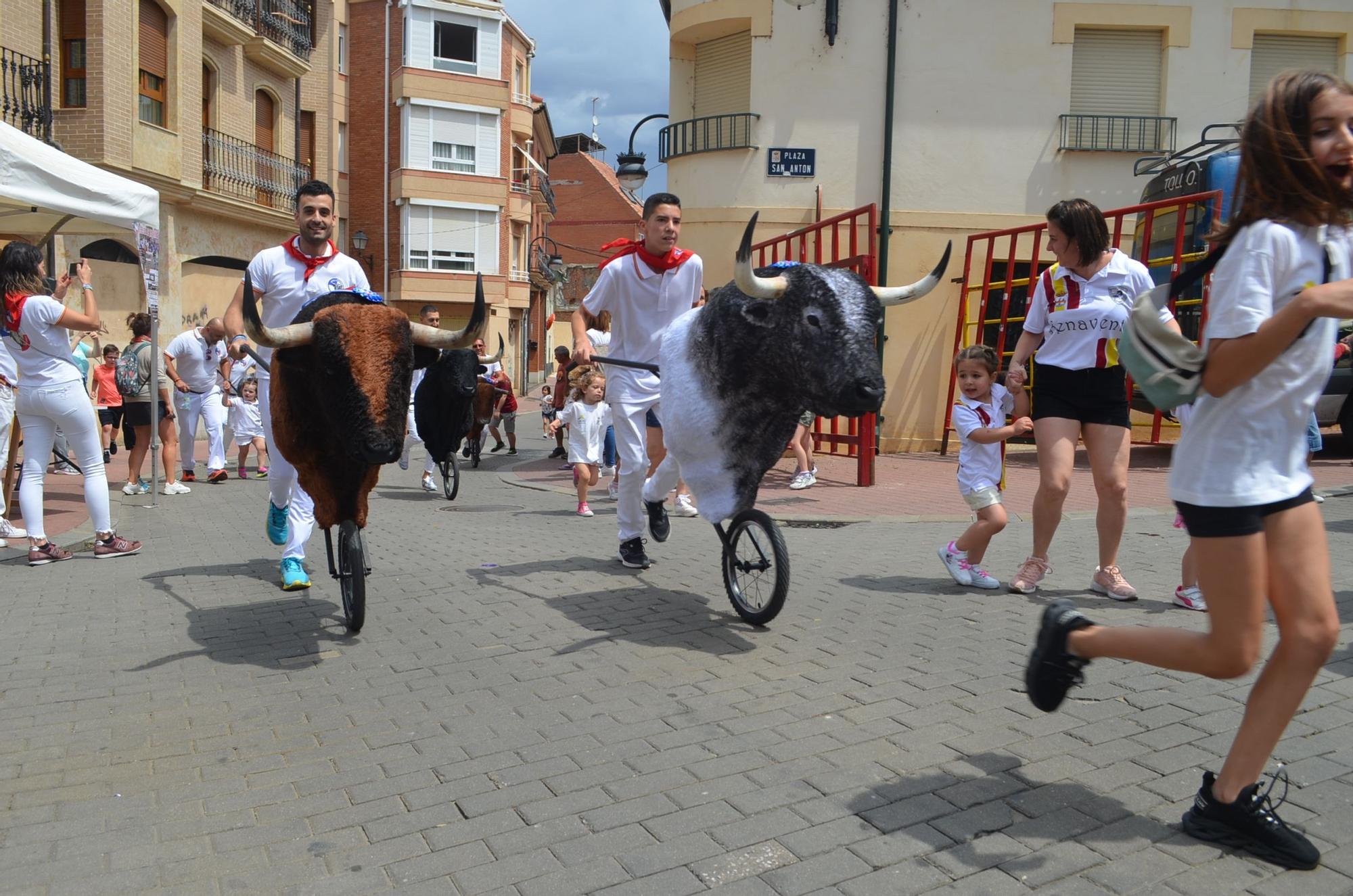 Fiestas del Toro: Así corren los carretones en Benavente