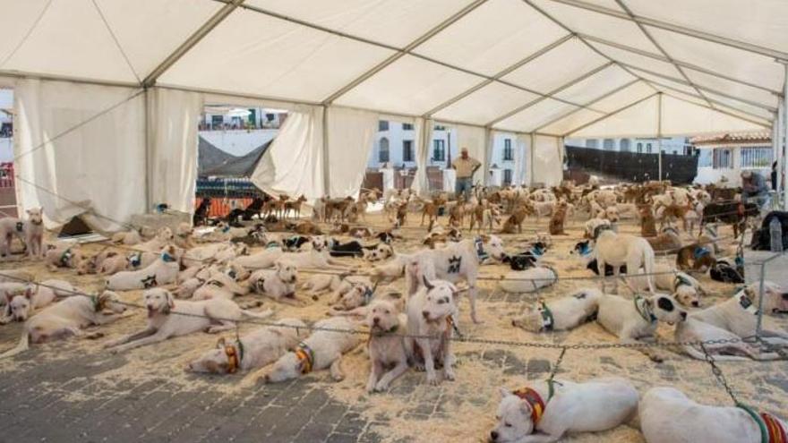 Una imagen de una edición anterior de la Feria del Perro de Frigiliana.