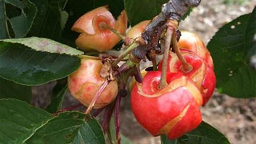 La cosecha de cereza del Ambroz disminuirá un 50%