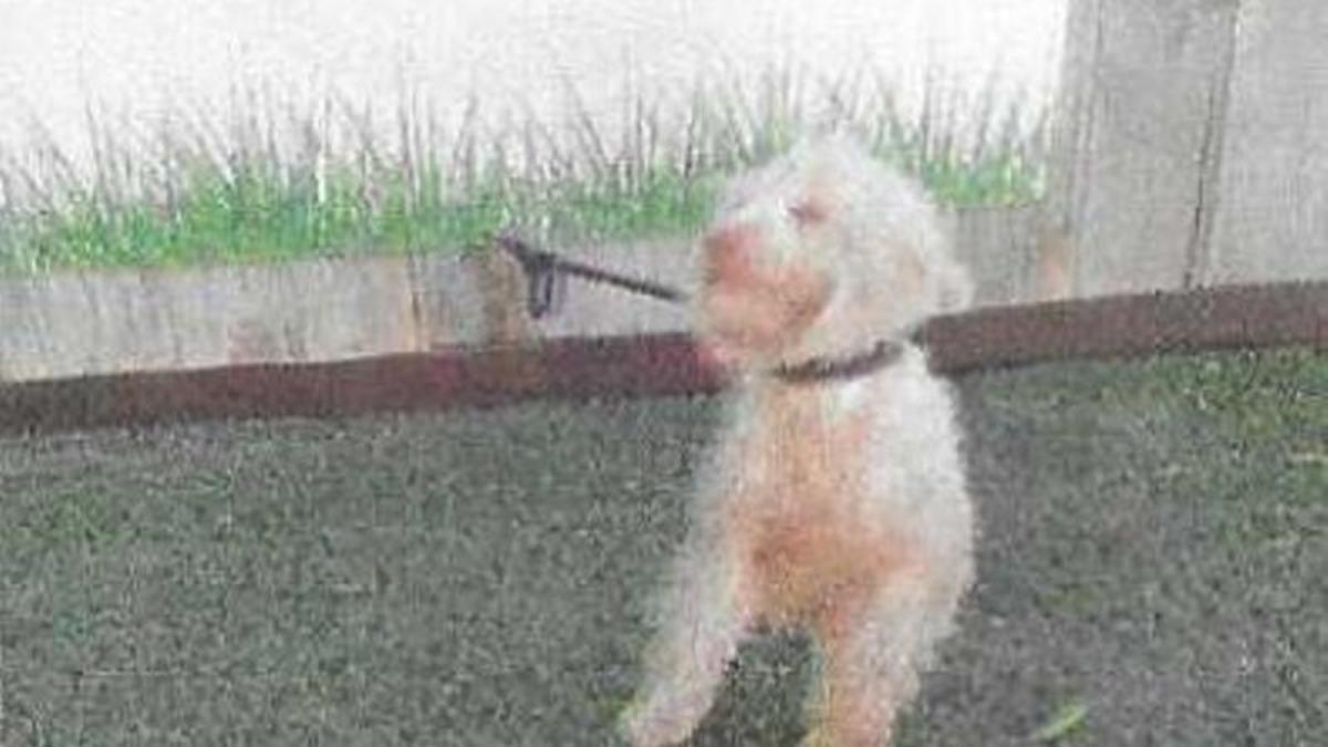 La perrita llegada a Ibiza en patera