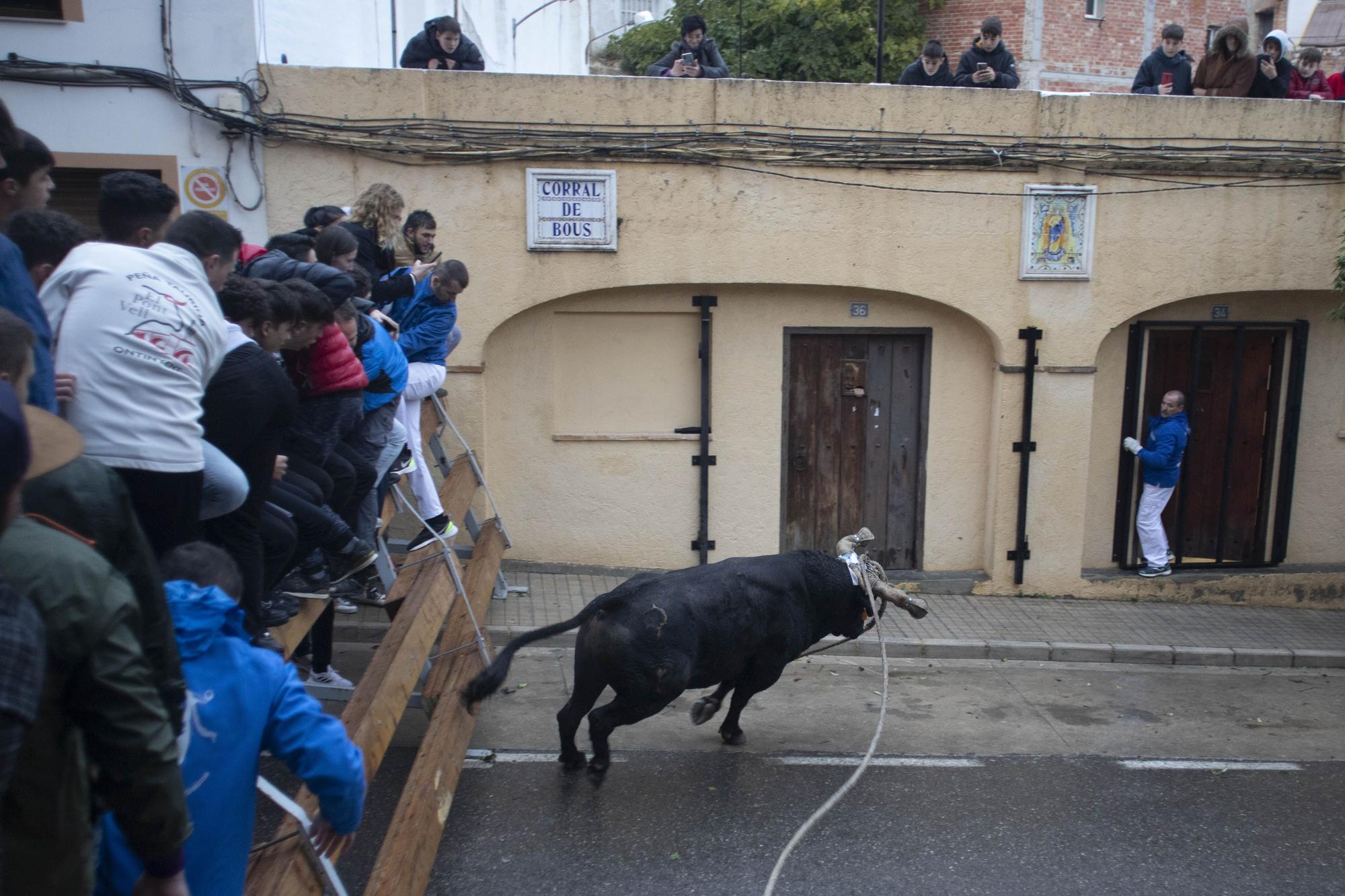 El "Bou en corda" vuelve al Pont Vell de Ontinyent