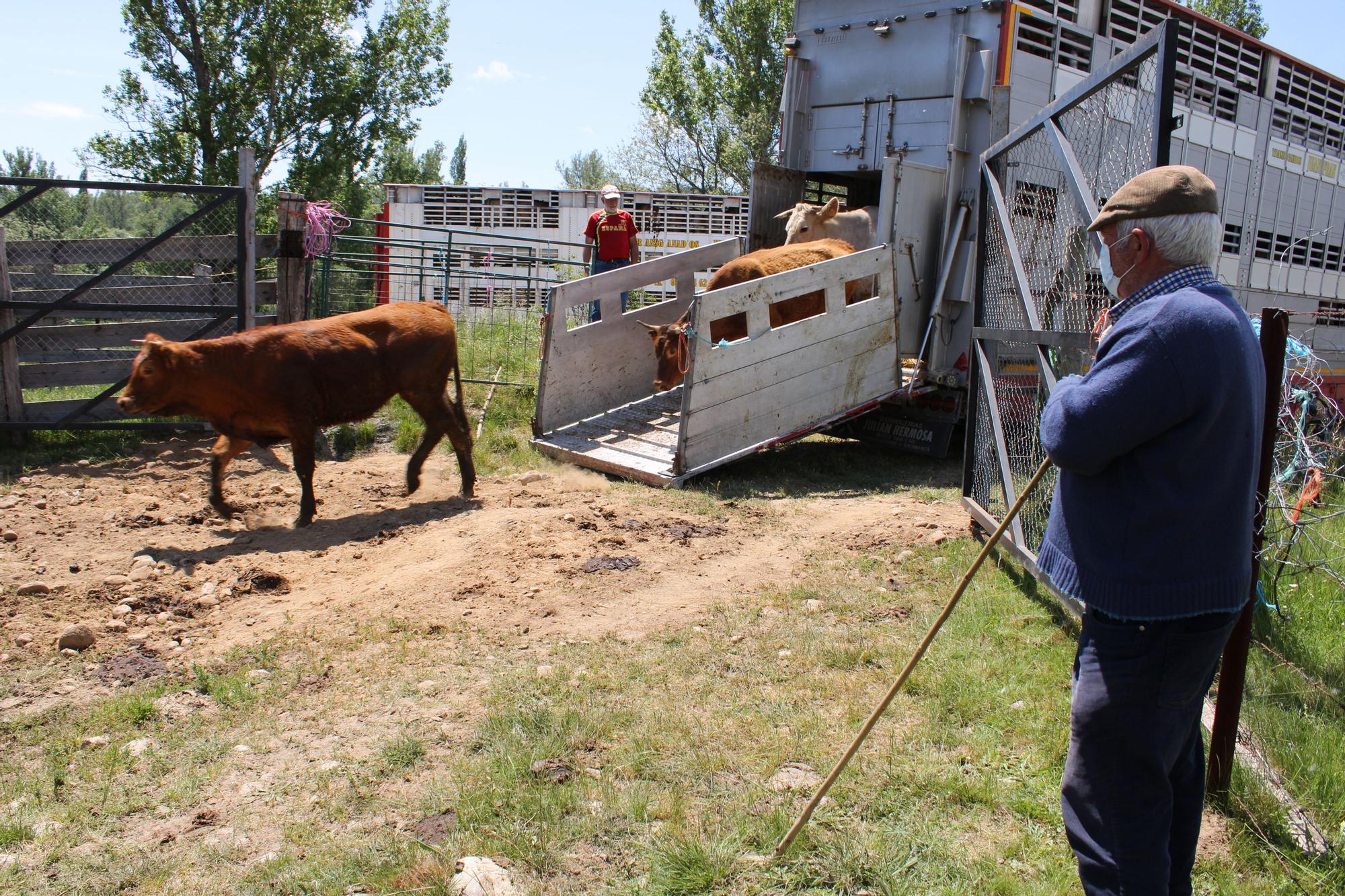 GALERÍA | Las vacas trashumantes mantienen vivo el Cordel Sanabrés