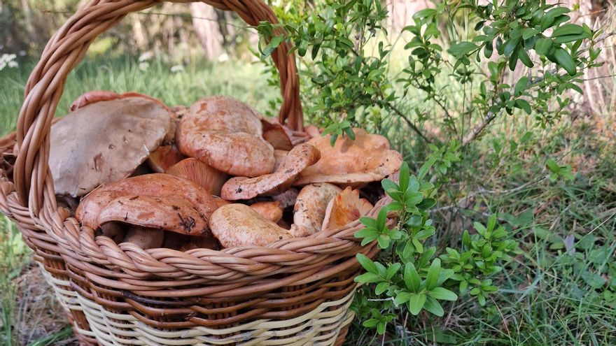 L&#039;agost arrenca amb la primera florida de rovellons a l&#039;alt Berguedà
