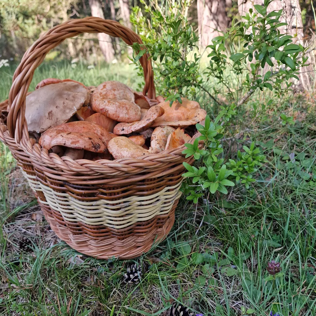 L'agost arrenca amb la primera florida de rovellons a l'alt Berguedà