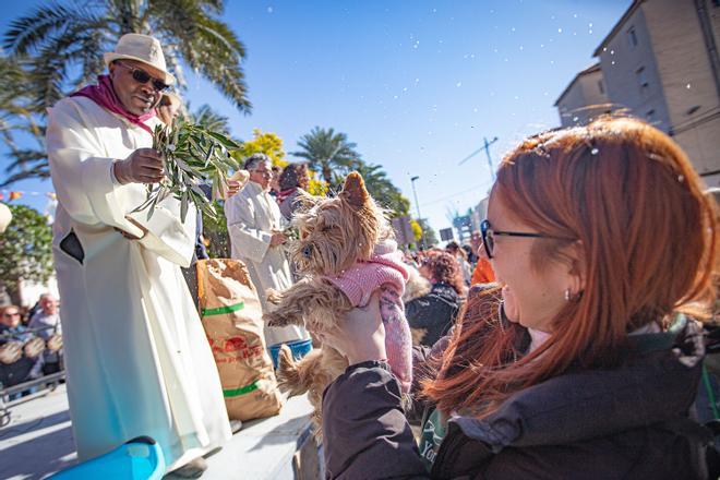 Romería y Bendición de animales en San Antón de Elche