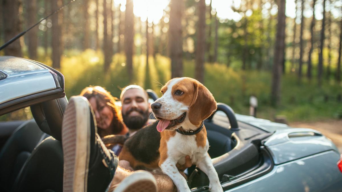 ¿Viajas en coche con tu mascota? Todo lo que debes saber para evitar multas