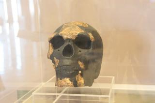 Los primeros restos humanos en África datan de hace más de 230.000 años