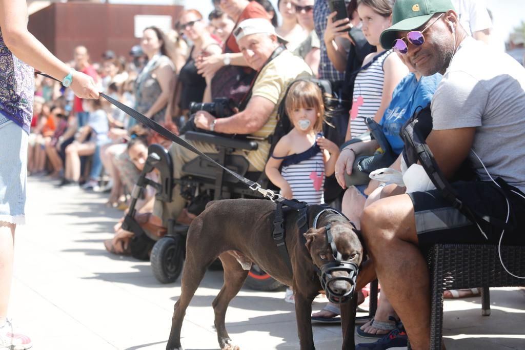 Pasarela de perros de adopción en Bioparc