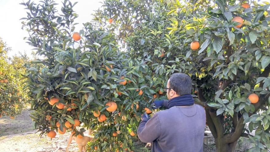 La Unió critica la "incapacidad" de la Conselleria en la gestión de las ayudas a jóvenes agricultores y ganaderos