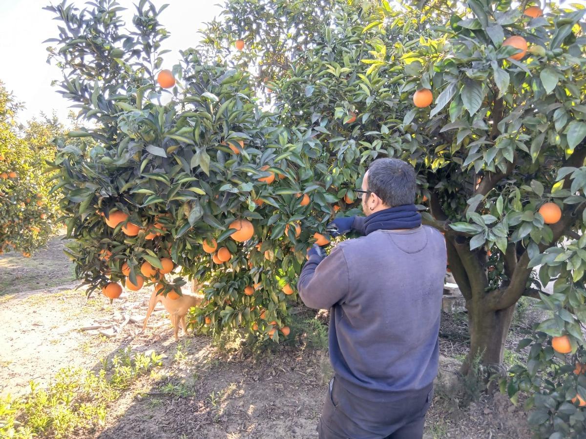 Un joven agricultor trabaja en un huerto, en una imagen de archivo.