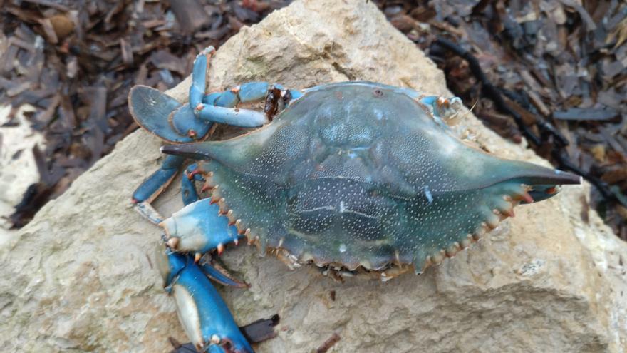 El cangrejo azul reaparece en la Cala Blanca de Xàbia con el temporal