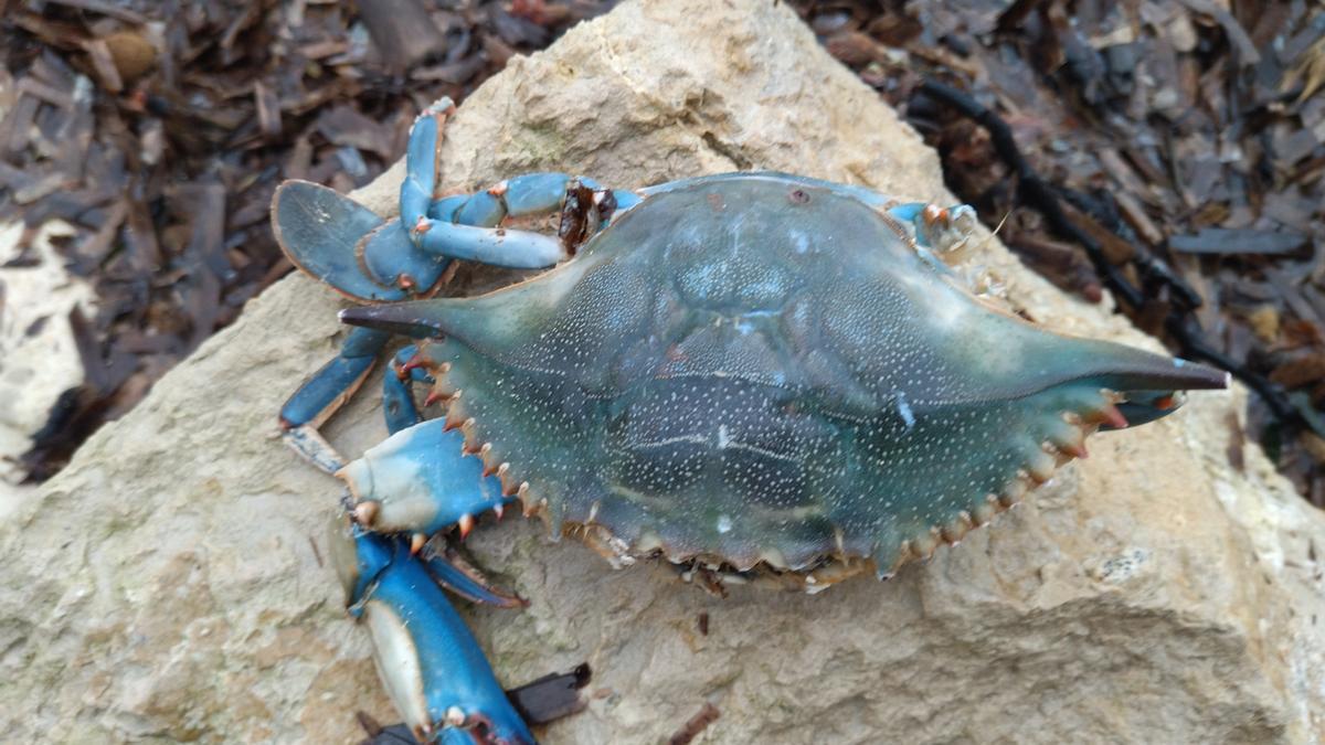Ejemplar de cangrejo azul americano sacado por el oleaje en Xàbia