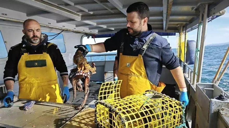 Adiós al pulpo asturiano: decretada la veda total en las principales pesquerías para "recuperar la especie"
