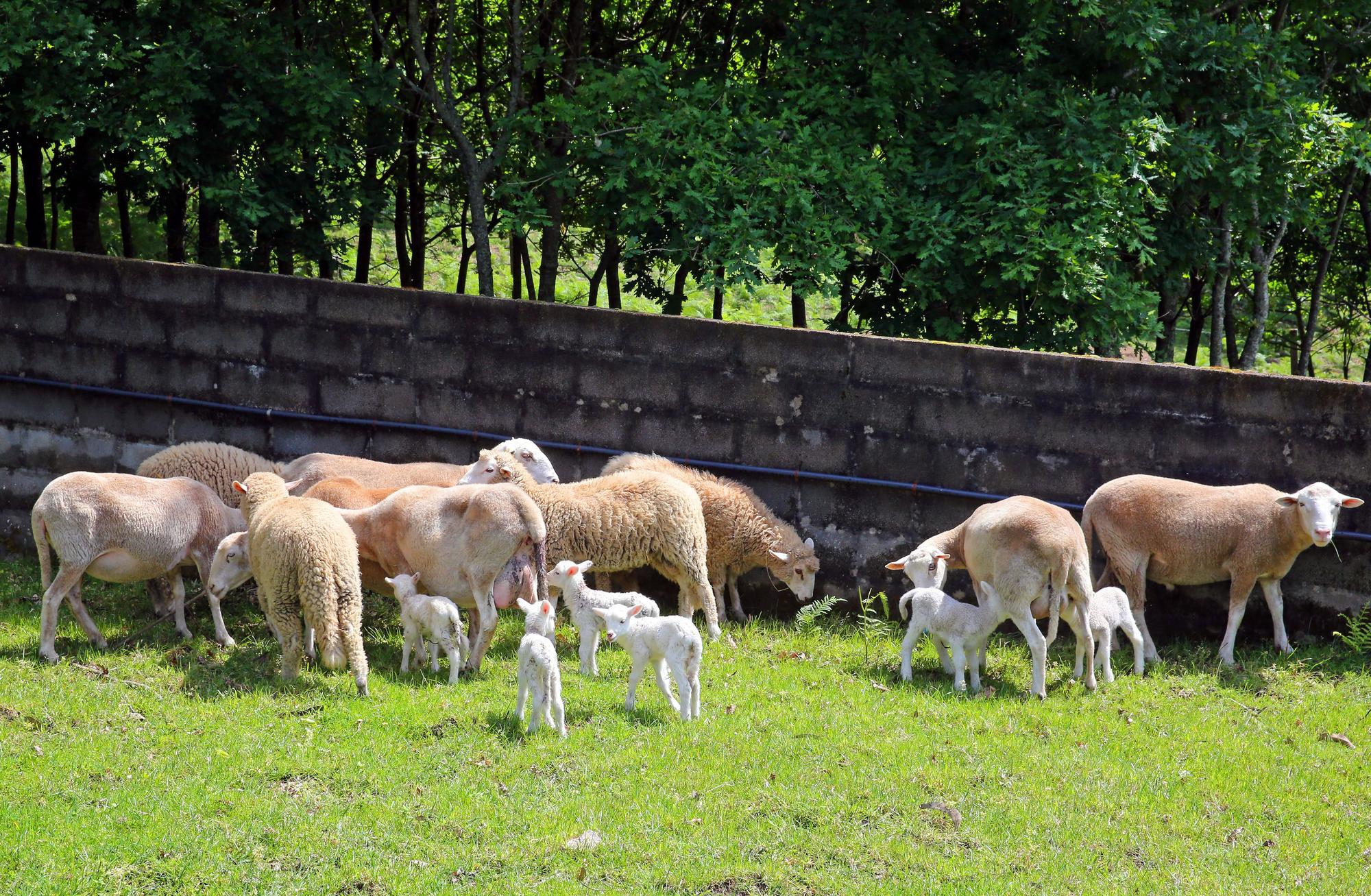 Los quintillizos de Gondomar