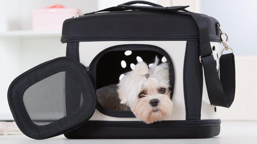 Un perro, en su maleta transportadora.